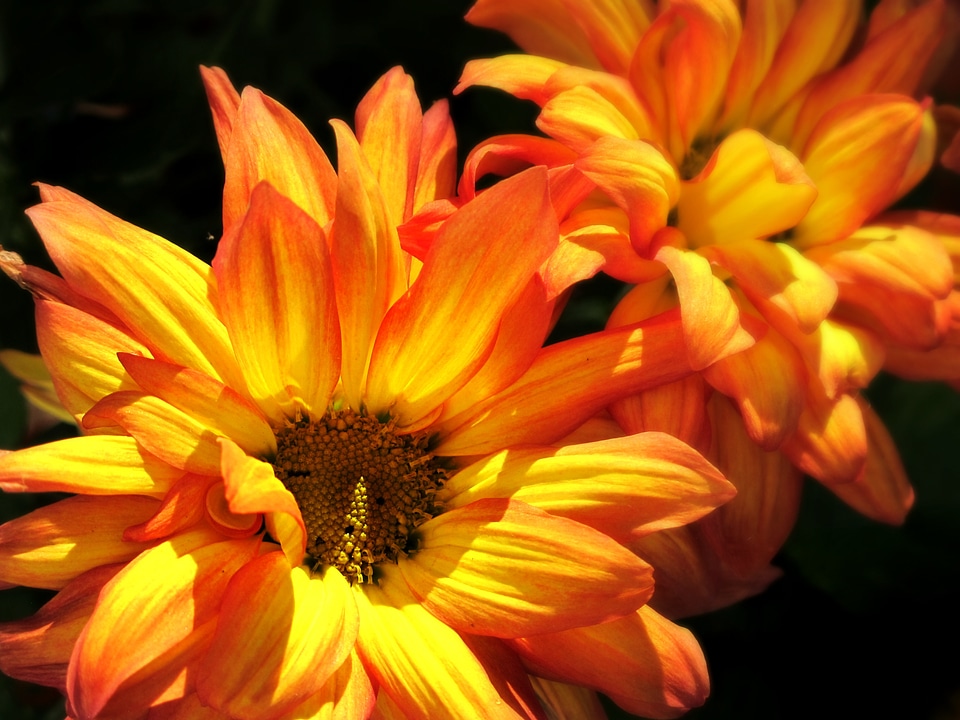 Colorful autumn nature