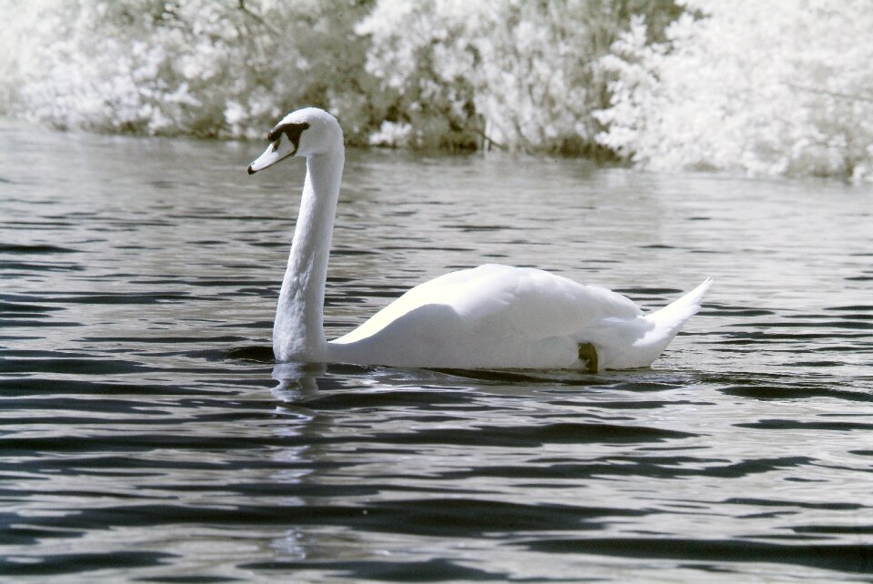 White wild water