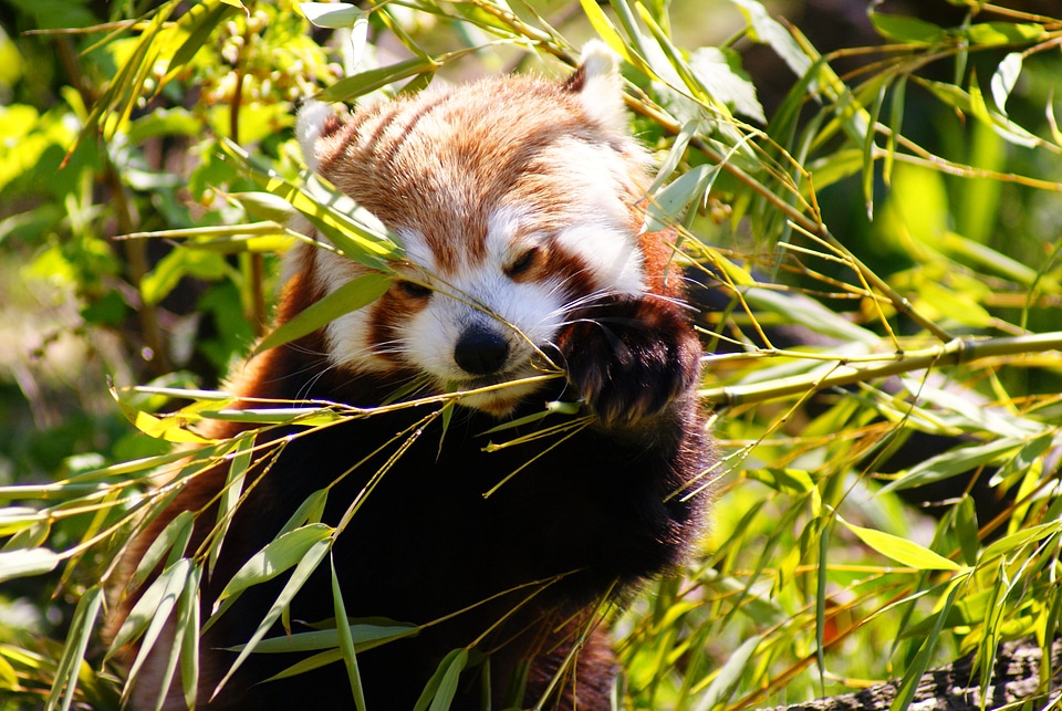 Wildlife nature bamboo photo