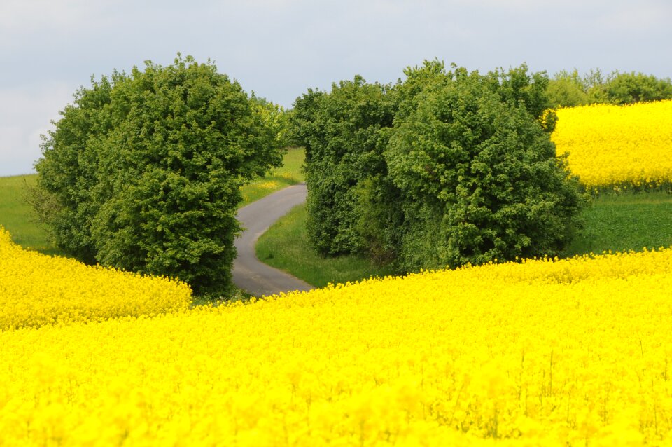 Yellow green hedge