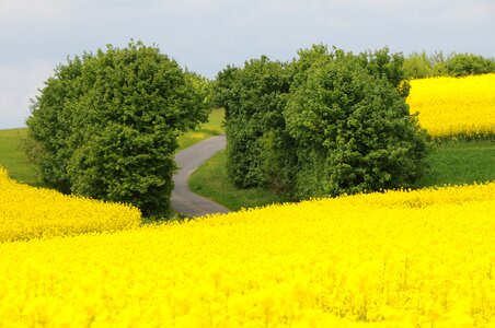 Yellow green hedge