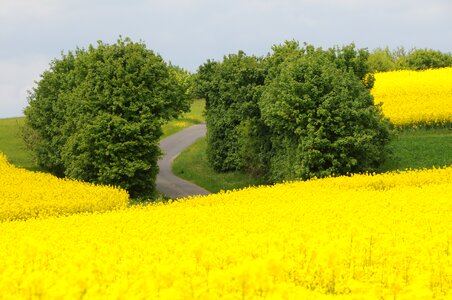 Yellow green hedge photo