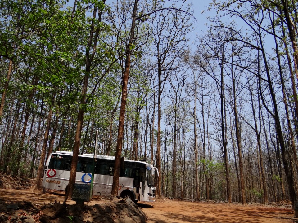 Teak forests karnataka india