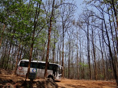 Teak forests karnataka india photo