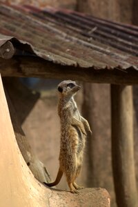 Meerkat zoo animals