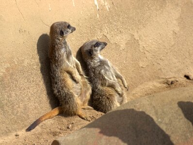 Nature animals zoo