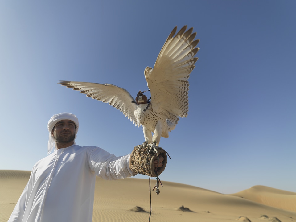 Hunter claws falconry