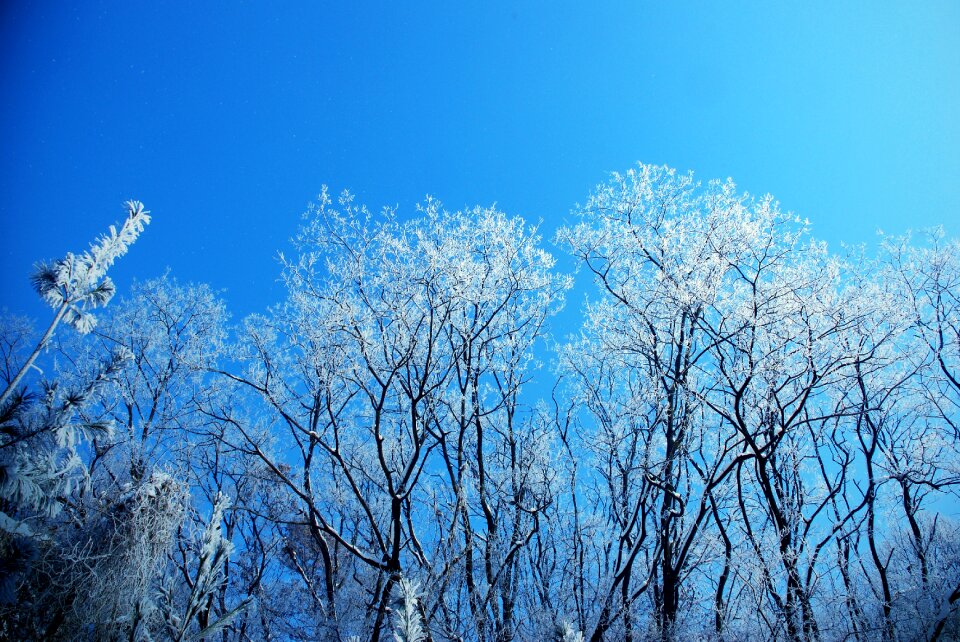 Winter tree snow Free photos