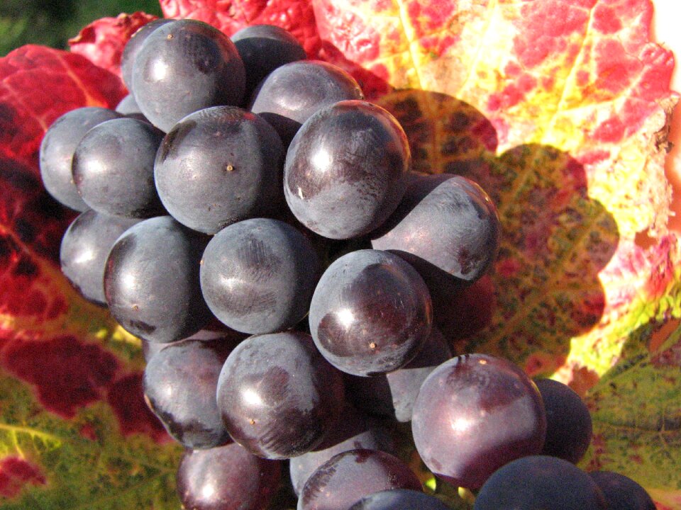 Wine plant leaves