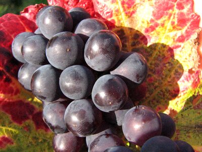 Wine plant leaves