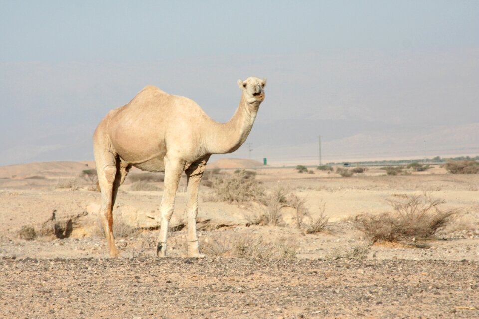 Wildlife sand wilderness