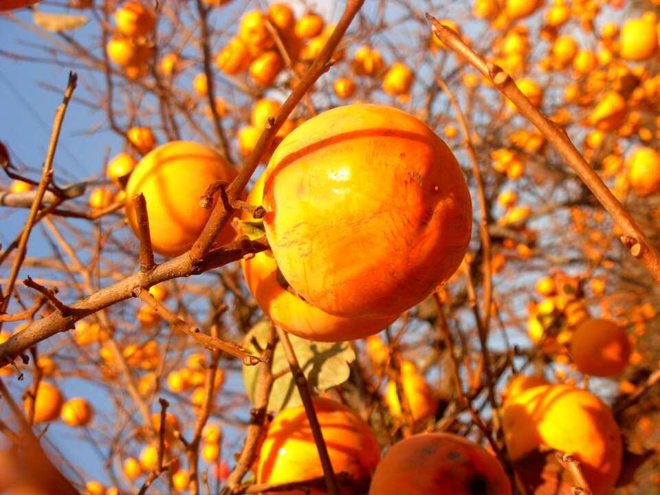 Ripe tree healthy