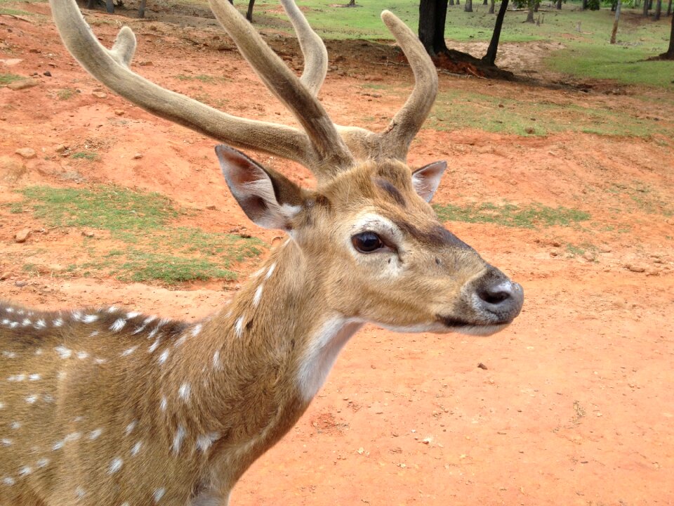 Mammal head reindeer