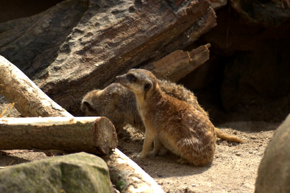 Zoo animals nature