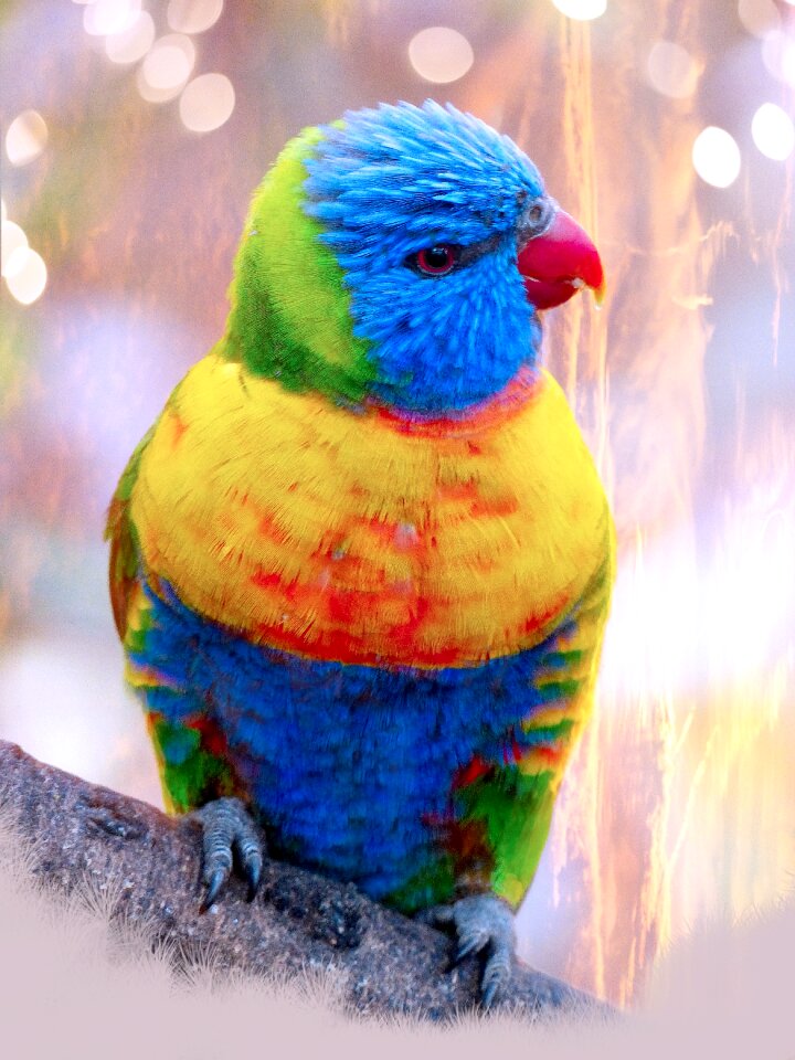 Plumage feather bill