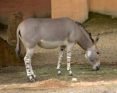 Africa zoo animal