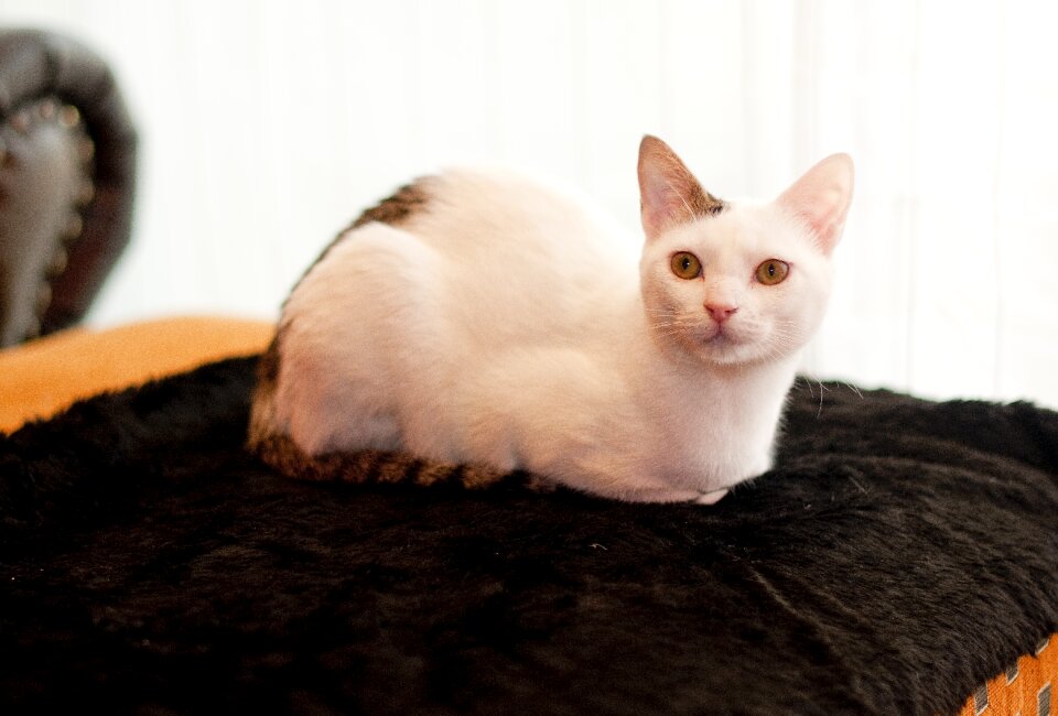 Cute feline pet