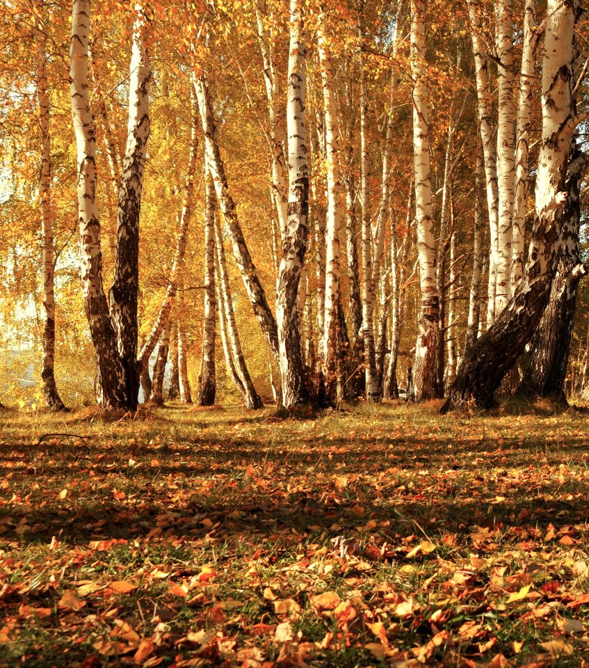 Forest landscape nature
