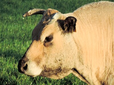 Animal cattle mammal