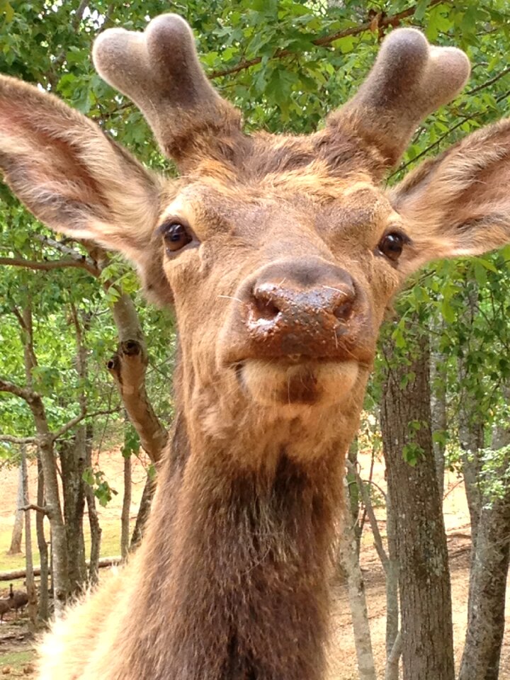 Horns antlers wildlife