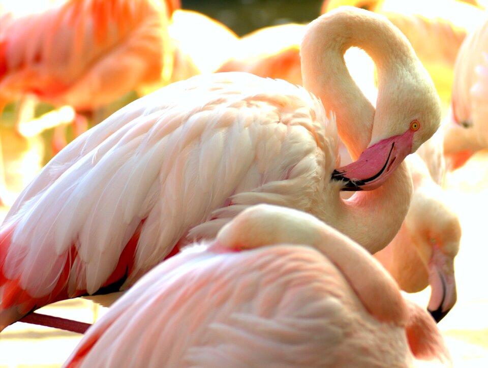 Flamingos bill exotic