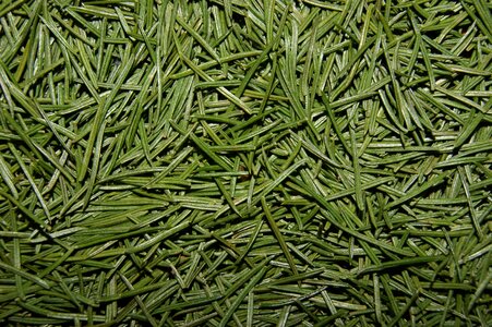 Pine needles christmas green