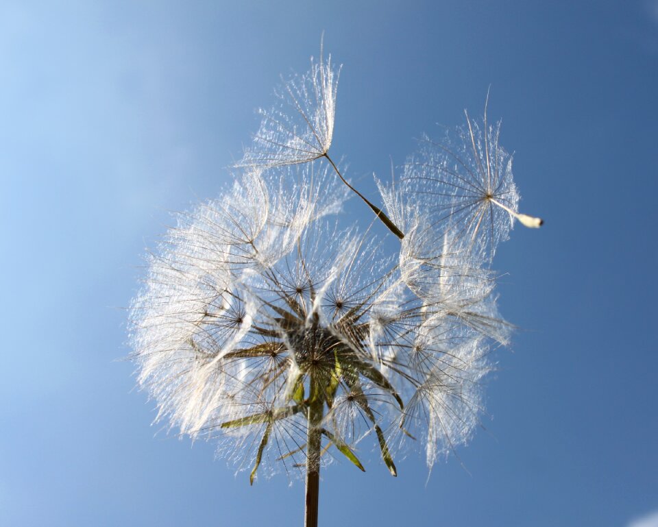 Seeds bol nature