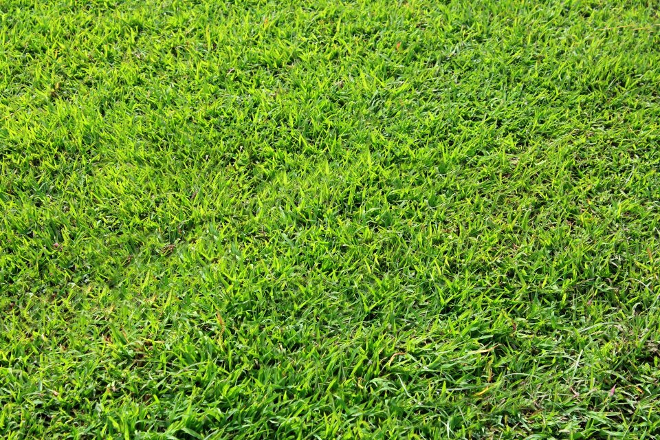 Green grass green leaves