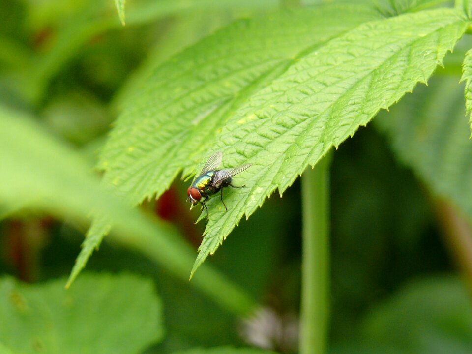 Leaf close up compound eyes