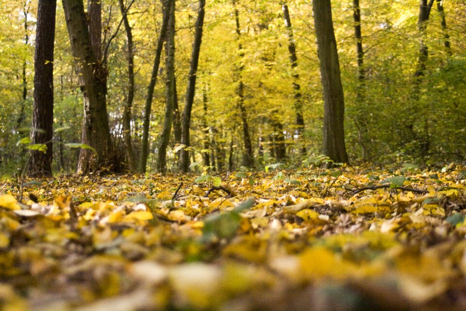 Bright fall color emerge