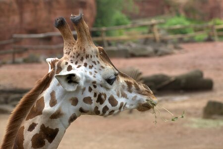 Head animal zoo