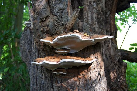 Tree mushroom plant