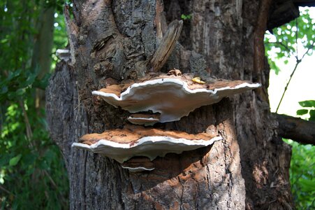 Tree mushroom plant photo