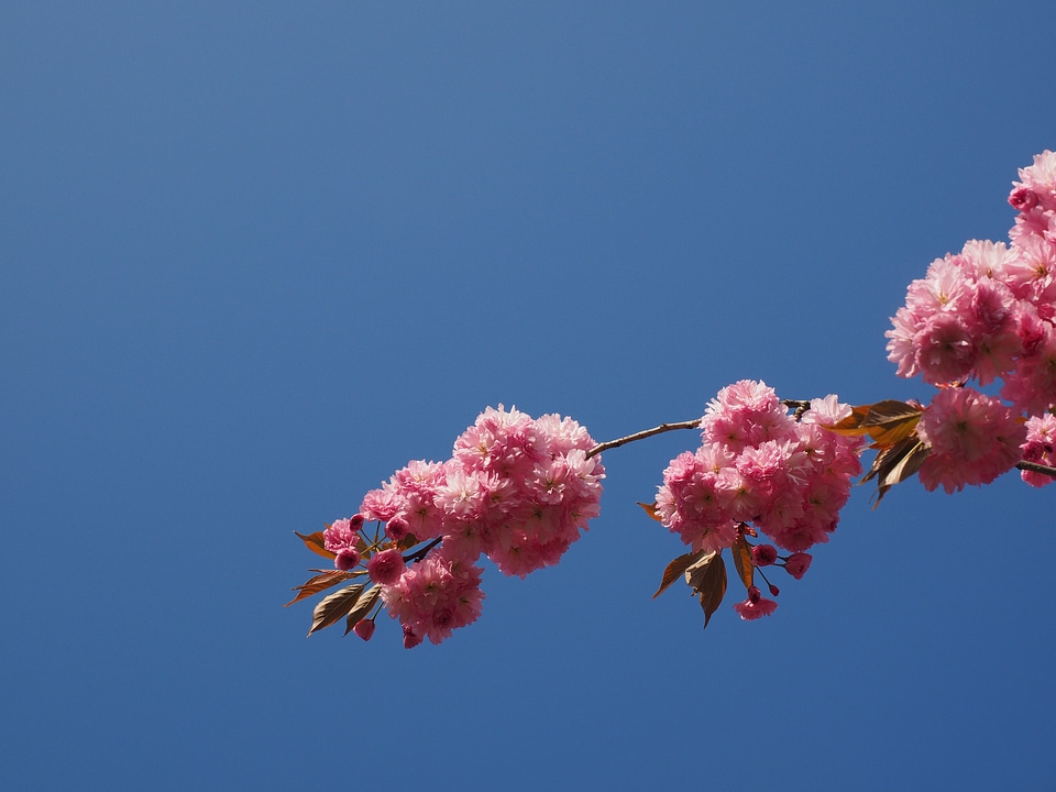 Blossom bloom japanese flowering cherry