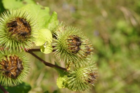 Thistle plant flower