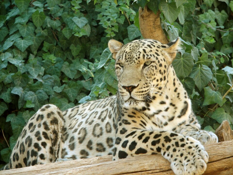 Animal wildlife predator