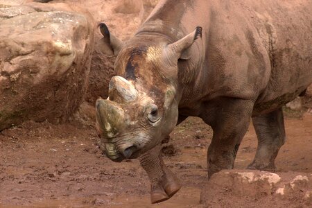 Rhino safari zoo