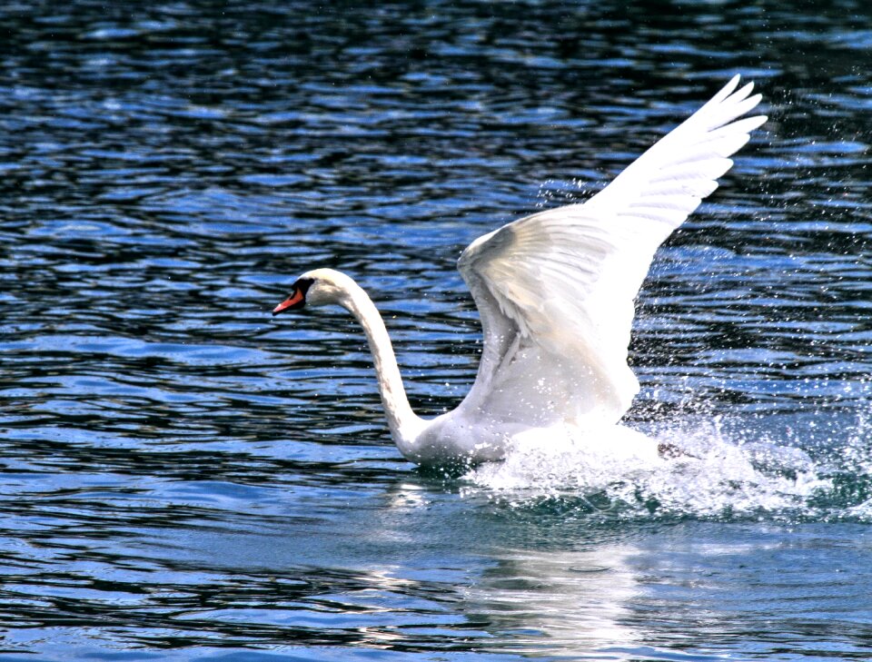 Water lake white