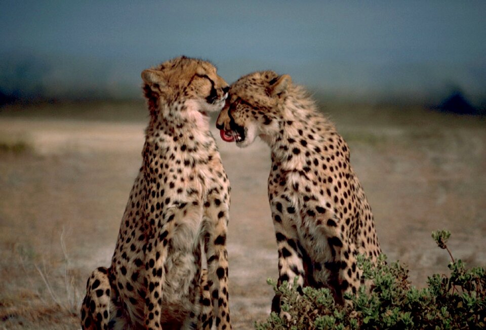 Big cats africa wild