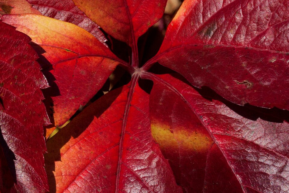 Leaves leaves in the autumn colorful