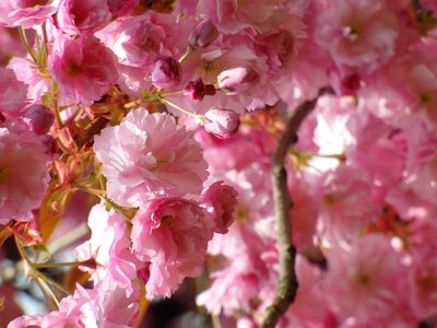 Spring flowers tree