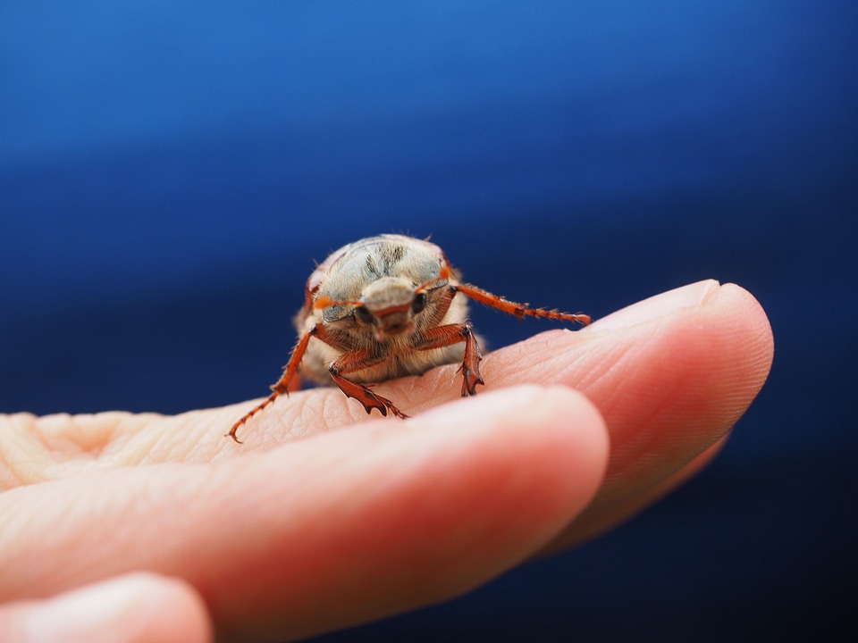 Insect krabbeltier creature