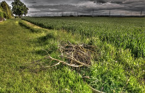 Field cornfield niederzier