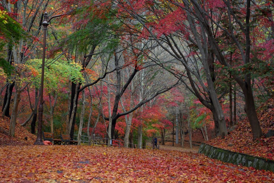 Season nature fall
