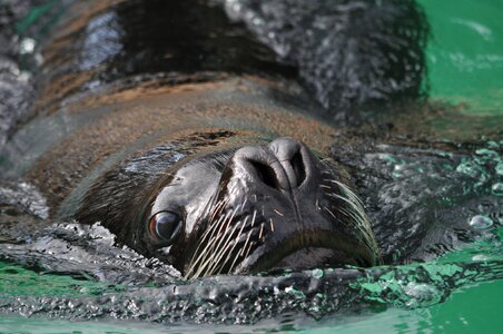 Sea lion robbe head photo