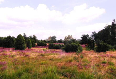 Lüneburg heathland pink