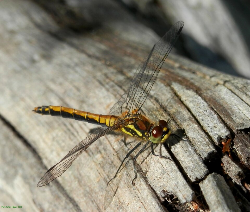 Insect wing wildlife photo