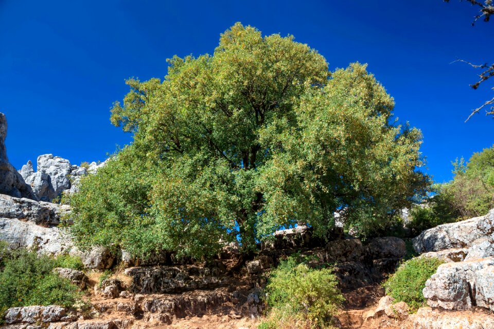 Tree isolated rocks photo