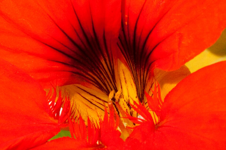 Sepals nasturtium family brassicales