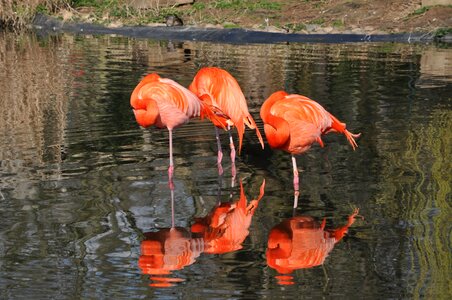 Bird animal orange